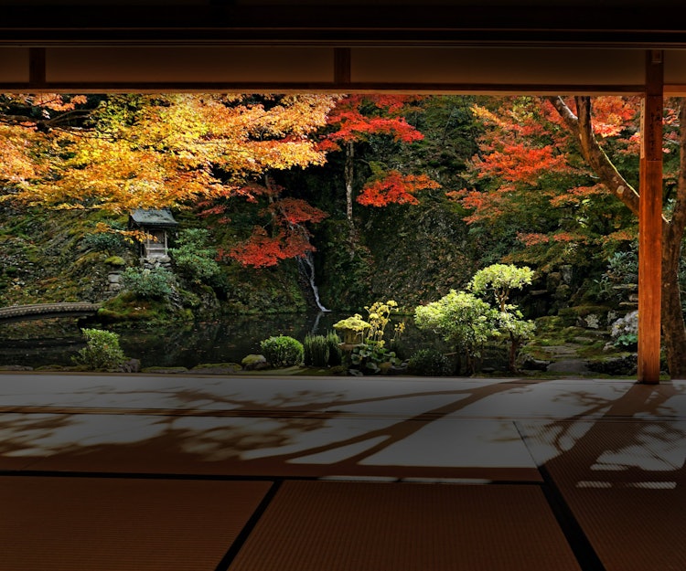 [相片1]我从岐阜县郡上市一座寺庙的榻榻米房间里拍了一张秋叶花园的照片。