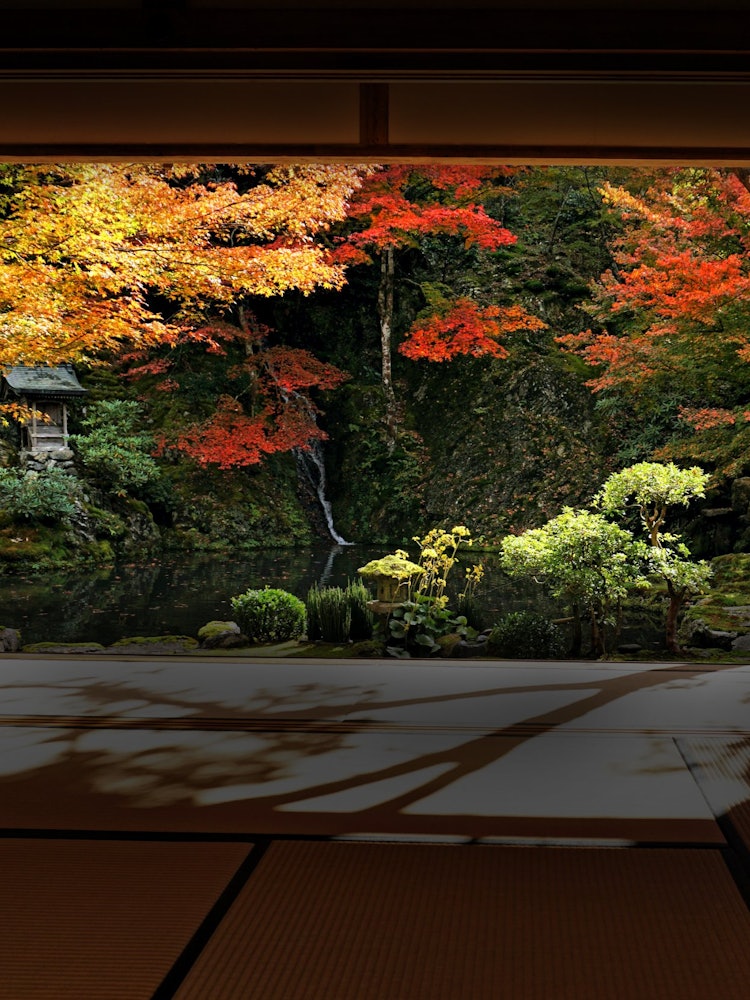 [Image1]I took a picture of a garden with autumn leaves from the tatami room of a temple in Gujo City, Gifu 