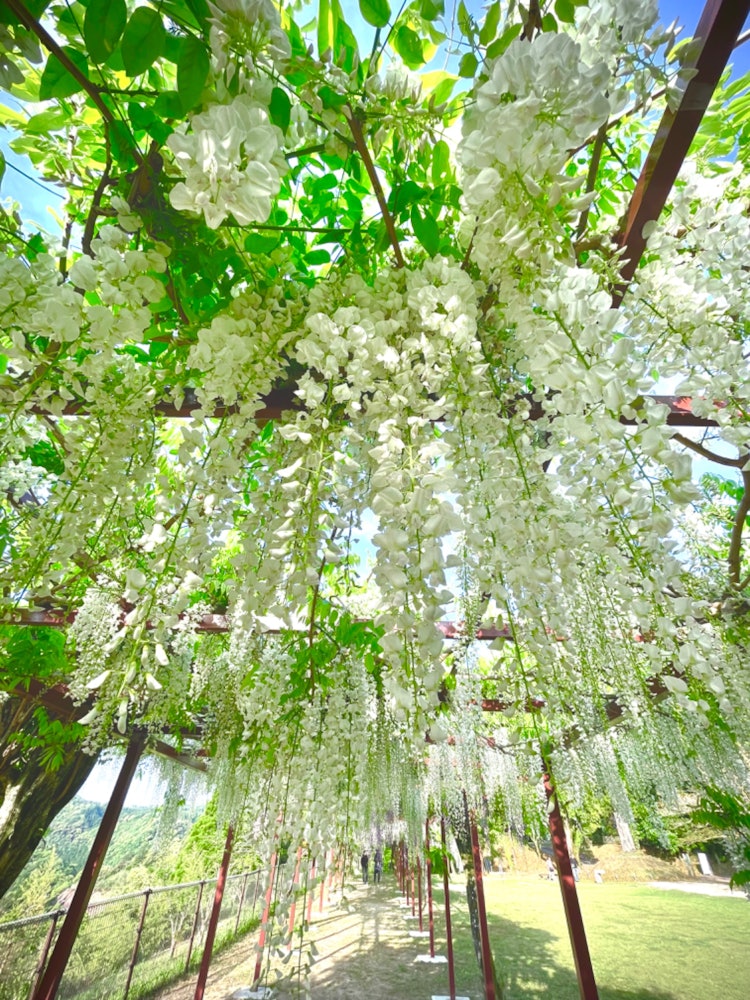 [Image1]White wisteria flowers 🤗 at Wake ShrineIt's 😃 in full bloom
