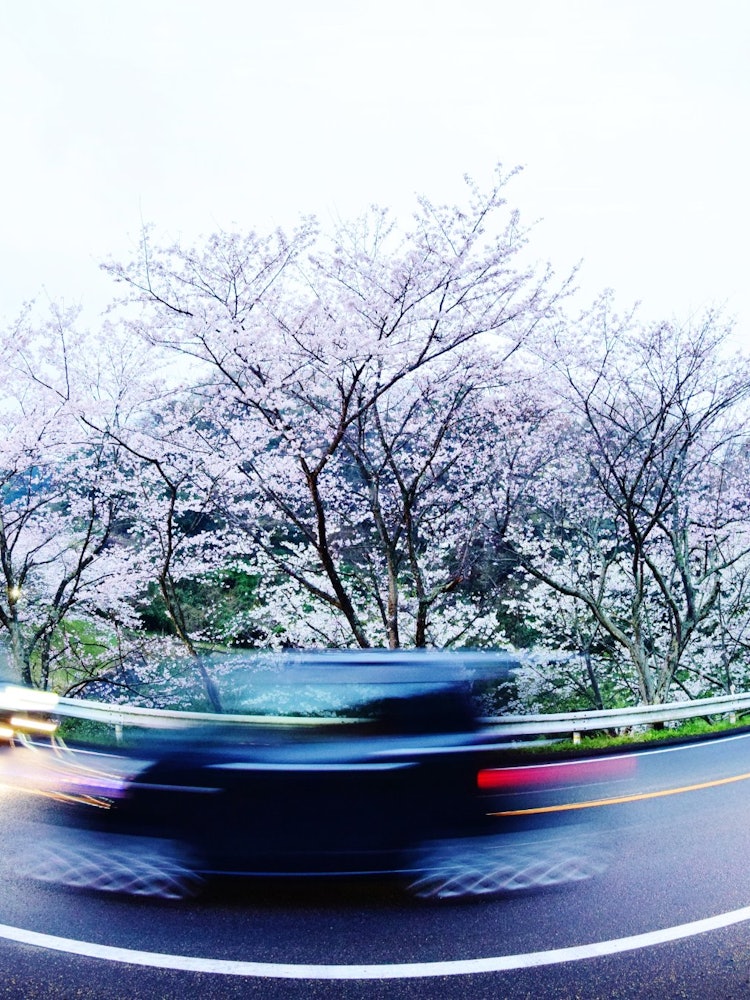 [画像1]撮影場所：愛媛県今治市満開の桜の下を行き来する車