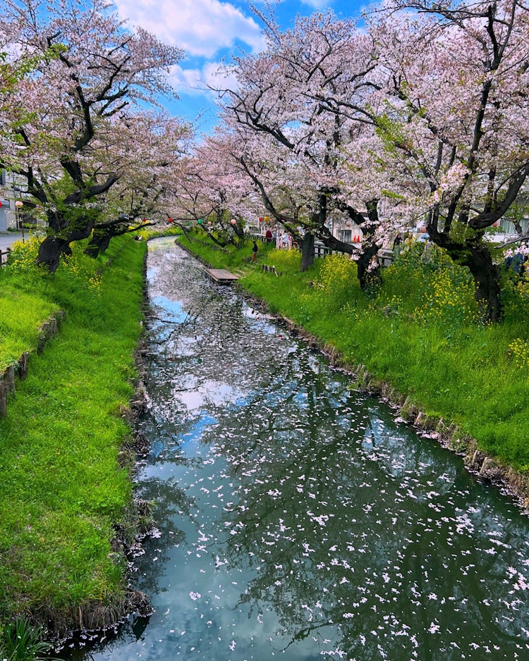 [相片1]攝於24年4月12日。在川越日川神社的後面，是新加西川的榮譽櫻花。製作了一個花筏。