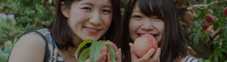 [Image1]Peach picking [2024] July 6, 2024 (Sat) ~ August 12, 2024 (Mon)Reservations will start at 10 a.m. on