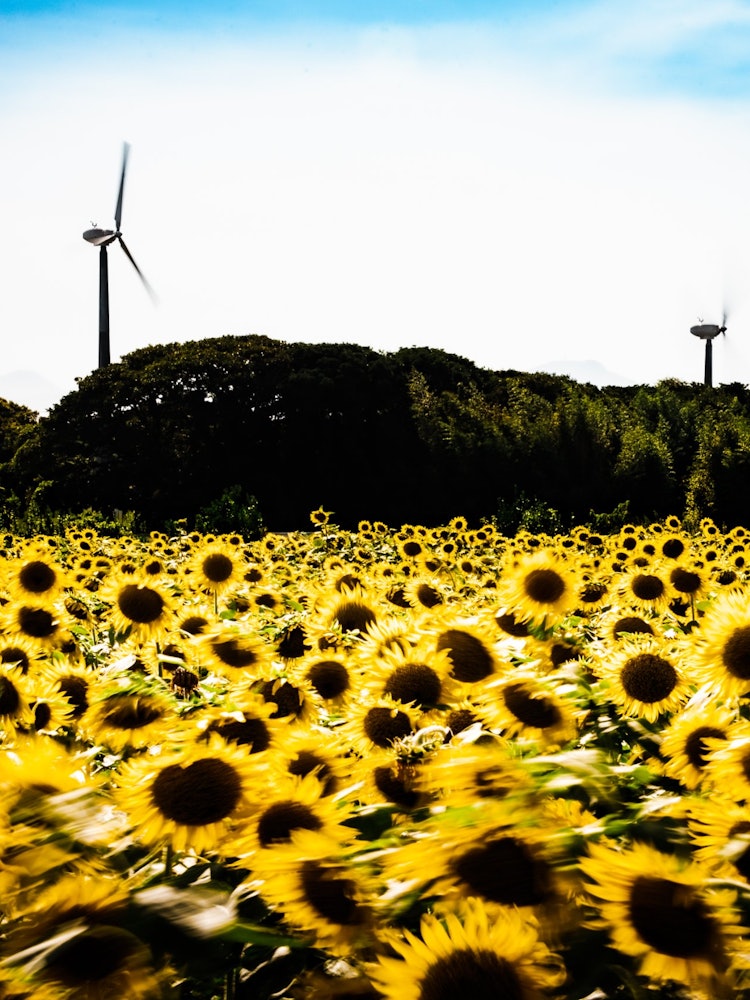 [Image1]Sunflower field in Hoshika Town, Nagasaki PrefectureDANCE ! DANCE! DANCE!