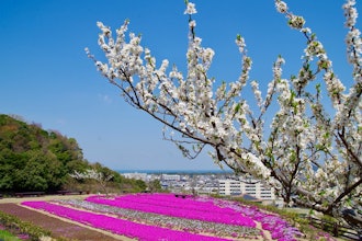 [이미지1]시바 벚꽃은 벚꽃 개화 직후에 피어납니다. 푸른 하늘을 배경으로 꽃 카펫 같은 풍경이 더욱 아름답습니다.