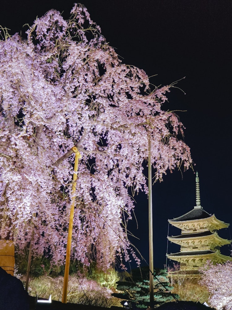[画像1]京都市東寺の不二桜と五重塔です。有名な構図ではありますが、やはりこれが一番美しいと感じました。
