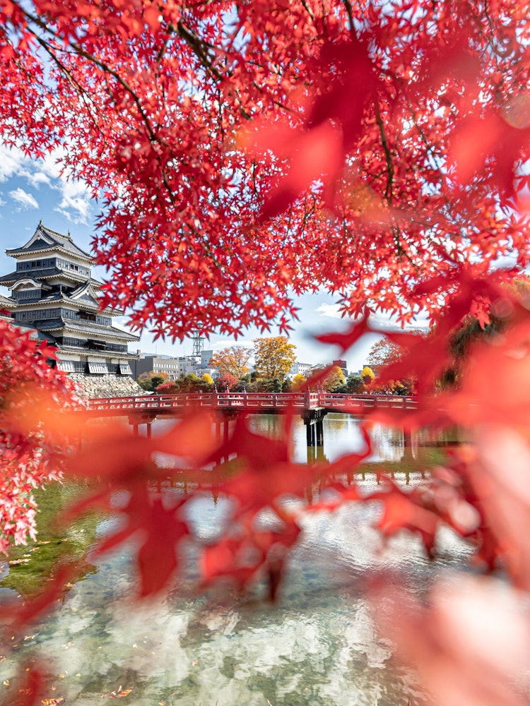 [Image1]Bright red maple and national treasure Matsumoto Castle