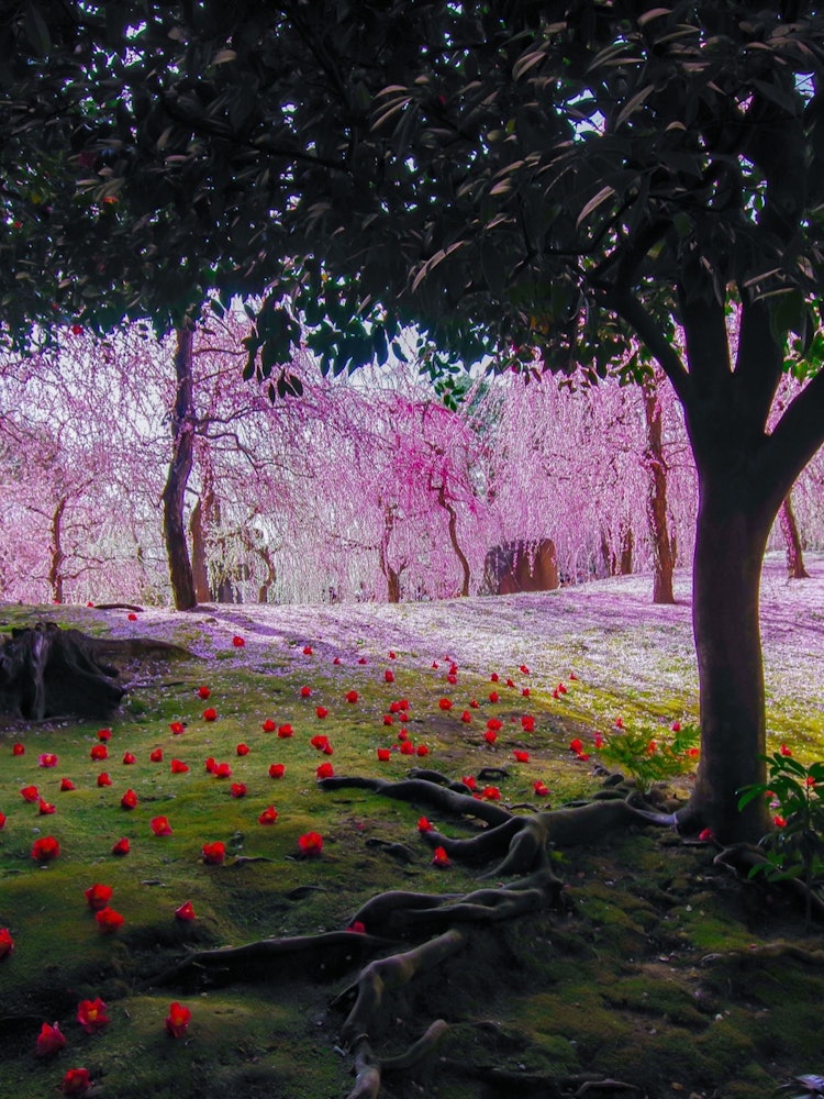 [相片1]城南宫是一座泉山。前景中的阴影落在苔藓和山茶花上。如果你走到后面，你会看到一张华丽的地毯，上面有垂枝的李子和花瓣。对比鲜明的美女挨在一起的景象真是太棒了。