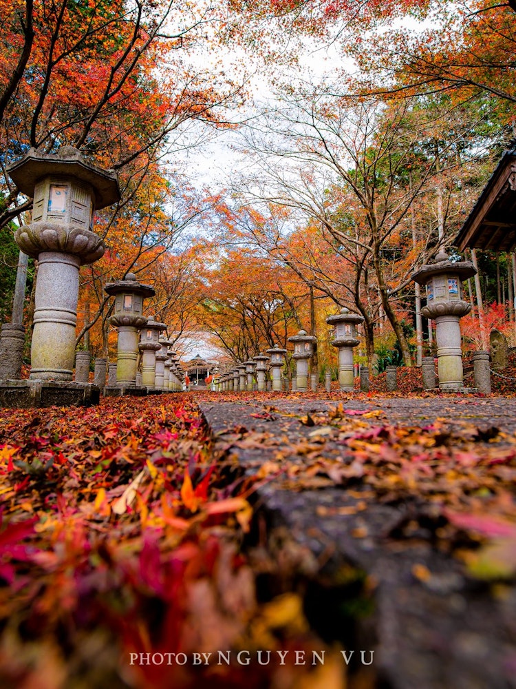 [Image1]Autumn of JapanAutumn foliage carpet of Mt. KoyaIn Hyogo Prefecture
