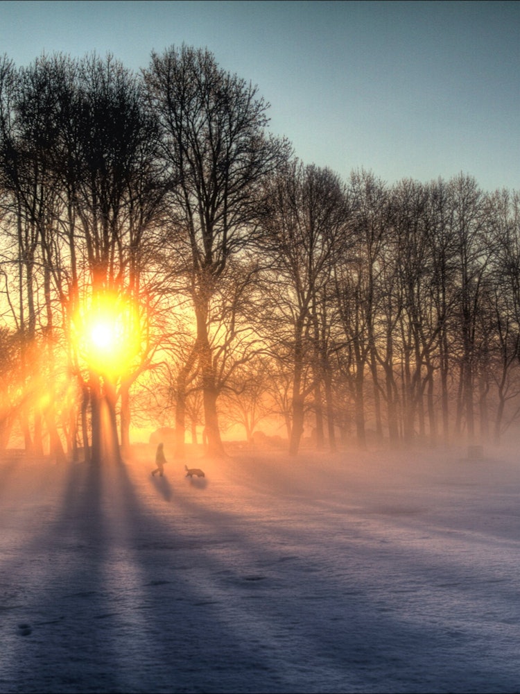 [画像1]初雪の降った公園に冬の朝日が差し込んで、木々の長い影がとても美しかったです。