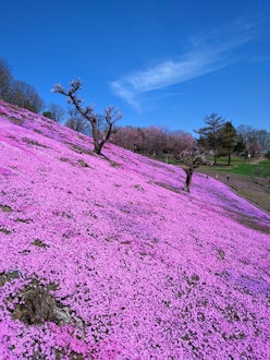 [画像2]4月29日（祝・月）に「太陽の丘えんがる公園」がオープンしました♪現在は、桜が見頃、芝ざくらも色付きはじめました。「太陽の丘えんがる公園」では、春～秋にかけて、桜、芝ざくら、チューリップ、ツツジ、芍薬