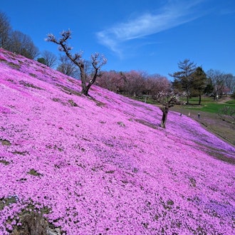 [画像2]4月29日（祝・月）に「太陽の丘えんがる公園」がオープンしました♪現在は、桜が見頃、芝ざくらも色付きはじめました。「太陽の丘えんがる公園」では、春～秋にかけて、桜、芝ざくら、チューリップ、ツツジ、芍薬