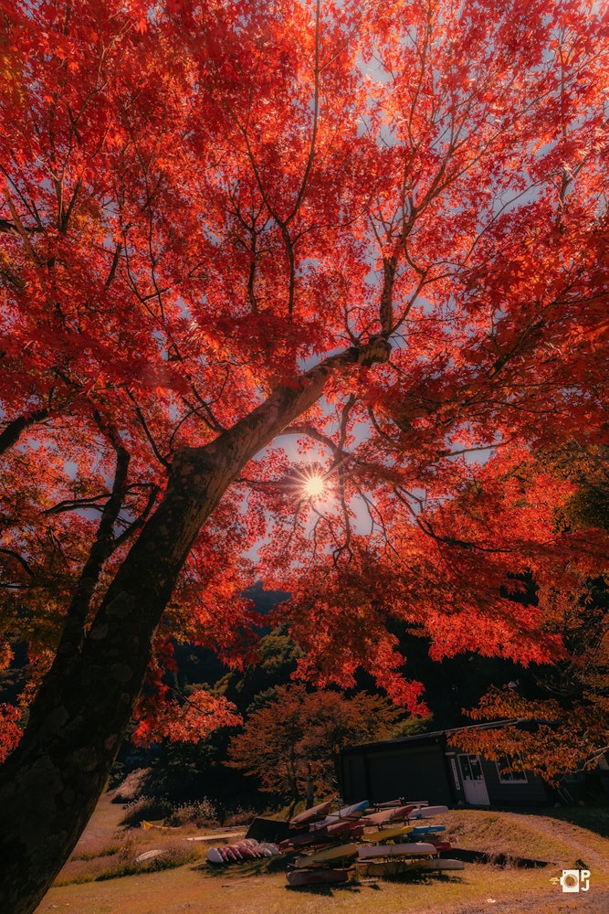[画像1]紅葉美しい🍁🍁日本の秋は美しい精進湖ー山梨県撮影