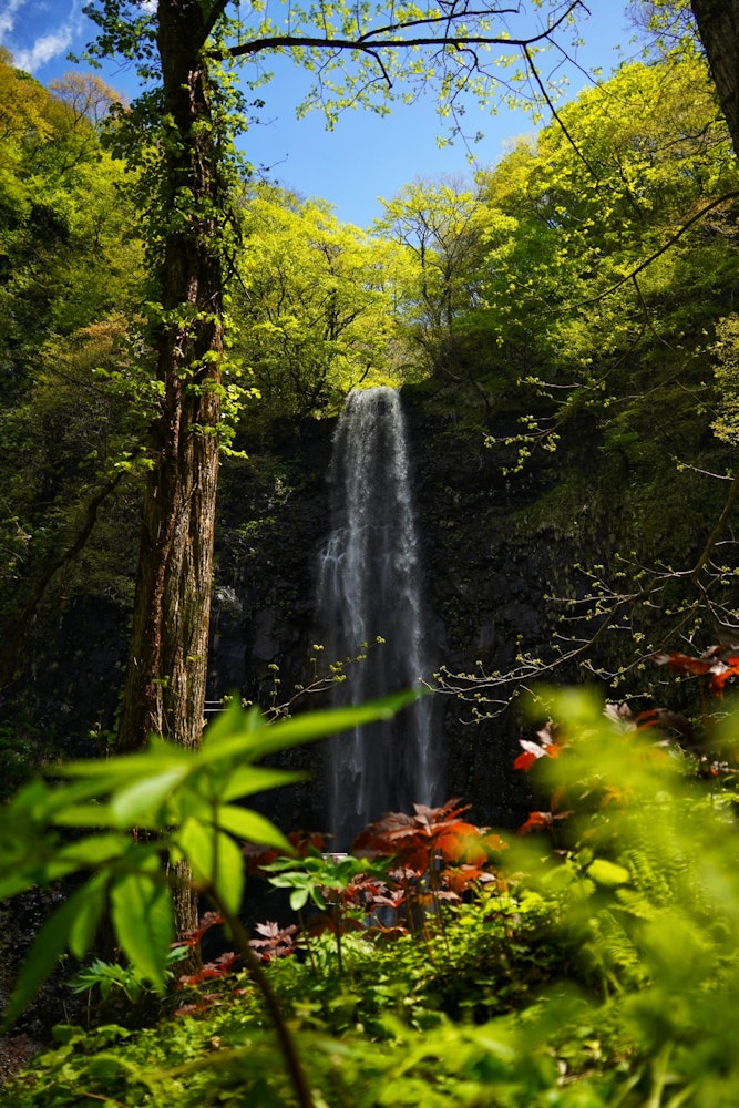 [画像1]山形県の酒田市にある玉簾の滝です。 前景に植物をいれることで滝の大きさを表現してみました。