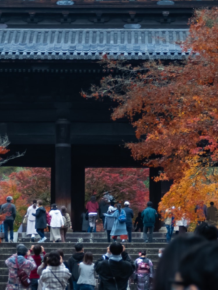 [相片1]它是京都南禅寺的大门。许多人进去看色彩缤纷的红叶🍁。