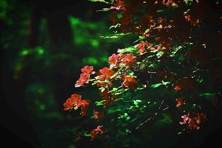 [画像1]トレッキング中、この木に目が留まり、野生のシャクナゲが誇らしげに咲き、大きな木の隙間から太陽の光が差し込むと、美しさが何度も増しました.....場所:秋川渓谷