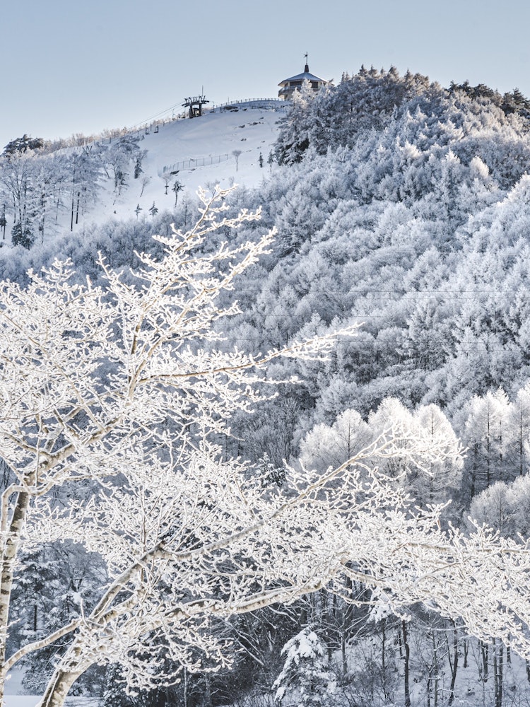 [相片1]一件在長野縣的比尻高原。所有的樹都是冰霜，這是一個白銀的世界。