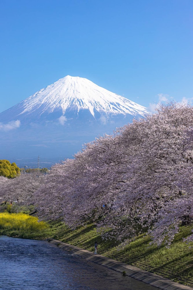 [相片1]日本挤满了这里这是静冈县可以崇拜富士山和樱花的地方清晨天气不错。这样，您可以清楚地看到樱花树和富士山。我凌晨3点离开，走了四个小时。这是一段漫长的旅程，但如果你能看到这一点，你的疲劳就会被吹走 😆地点
