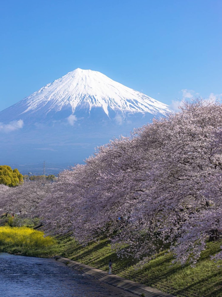 [Image1]Japan is packed hereThis is a place where you can worship Mt. Fuji and cherry blossoms in Shizuoka P