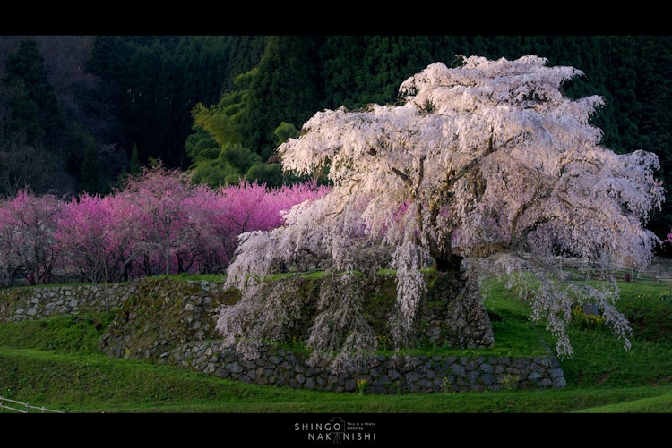 [이미지1]나라현 우다시에 있는 마타베이 벚꽃.이 벚꽃은 시대극에도 등장했습니다.벚꽃은 아침 햇살이 비치는 순간 빛납니다.