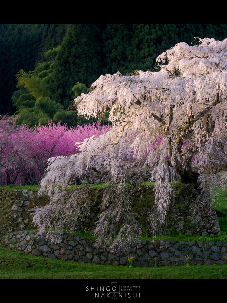 [Image1]Matabei cherry blossoms in Uda City, Nara Prefecture.This cherry blossom also appeared in period dra