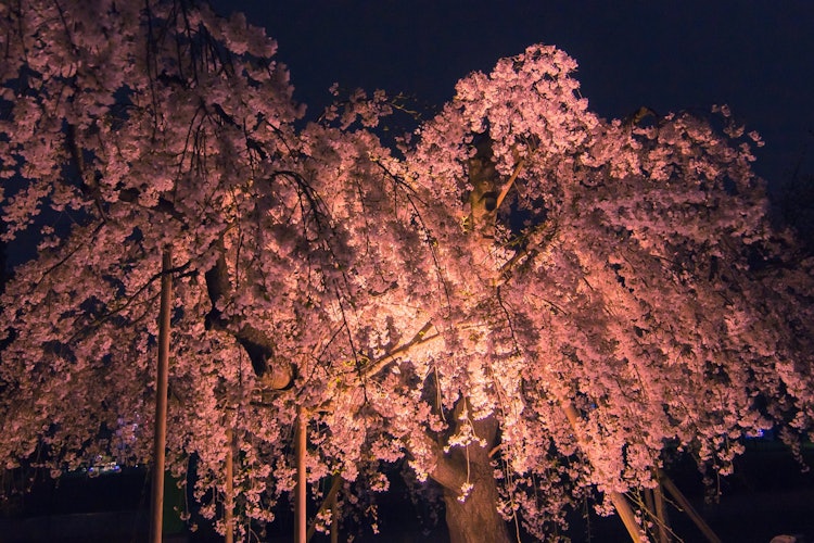 [相片1]4月 4， 2024东京锦石公园樱花节