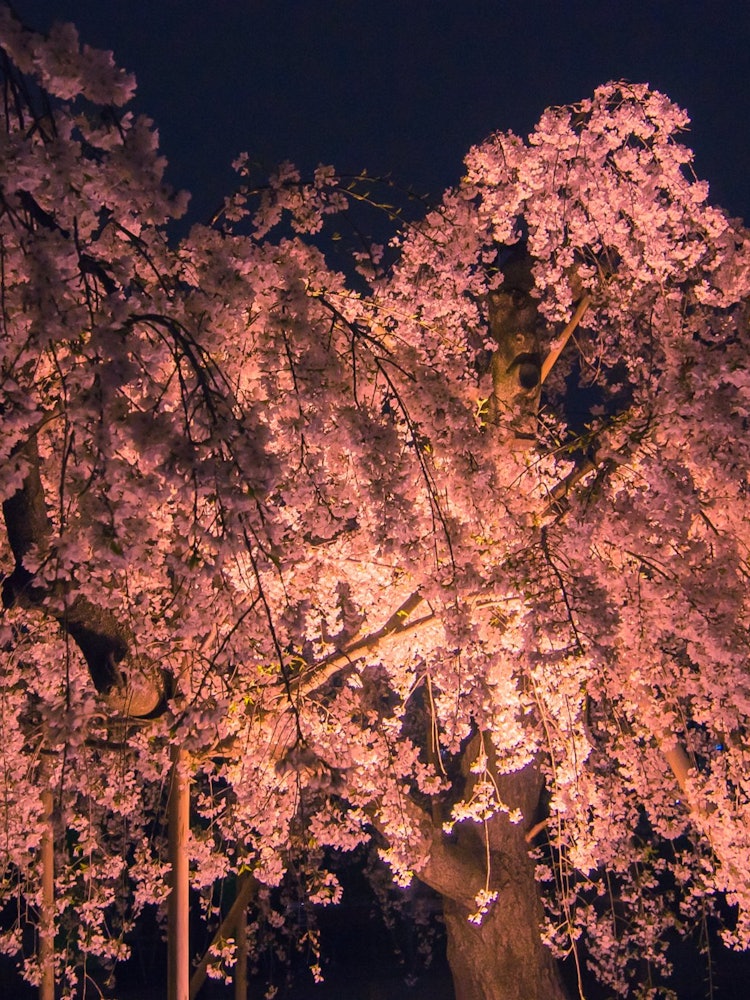 [이미지1]2024년 4월 4일도쿄의 긴시 공원 벚꽃 축제