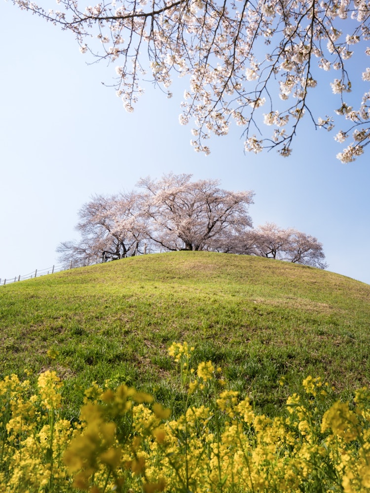 [相片1]這張照片是在埼玉縣行田市的坂玉古墳公園拍攝的！ 油菜花和盛開的櫻花之間的合作是傑作！
