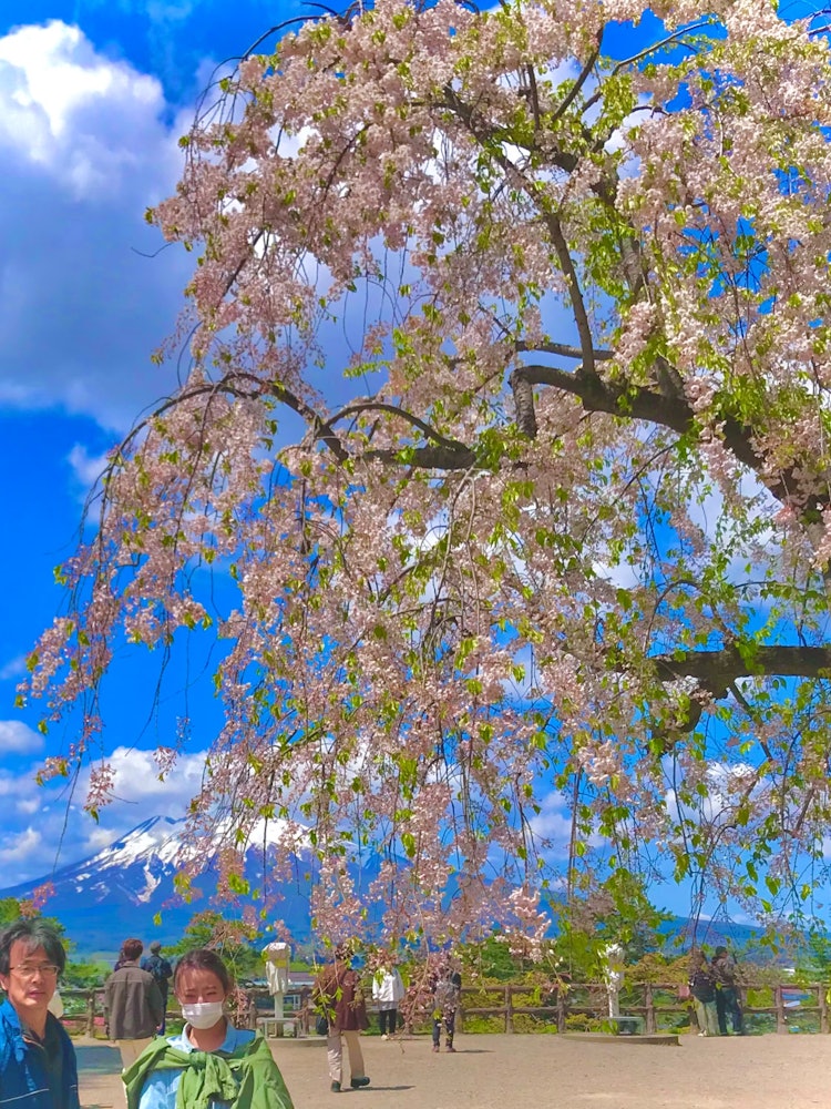 [相片1]弘前櫻花節 🤗在去年的黃金周，在鹿兒島-北海道自駕游期間，我去了青森縣弘前公園的櫻花節。 以積雪為背景的磐城山的櫻花非常🥰美麗。現在我想念戴😌口罩作為防電暈的措施。