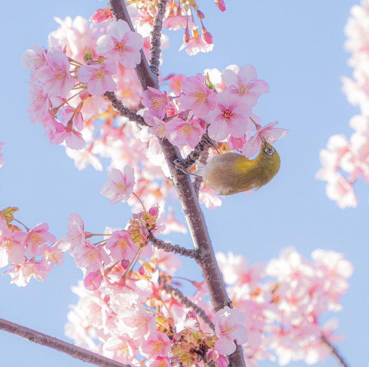 [画像1]メジロ×河津桜 part5メジロの厳選したpicは以上となります。野鳥のpic続きます。
