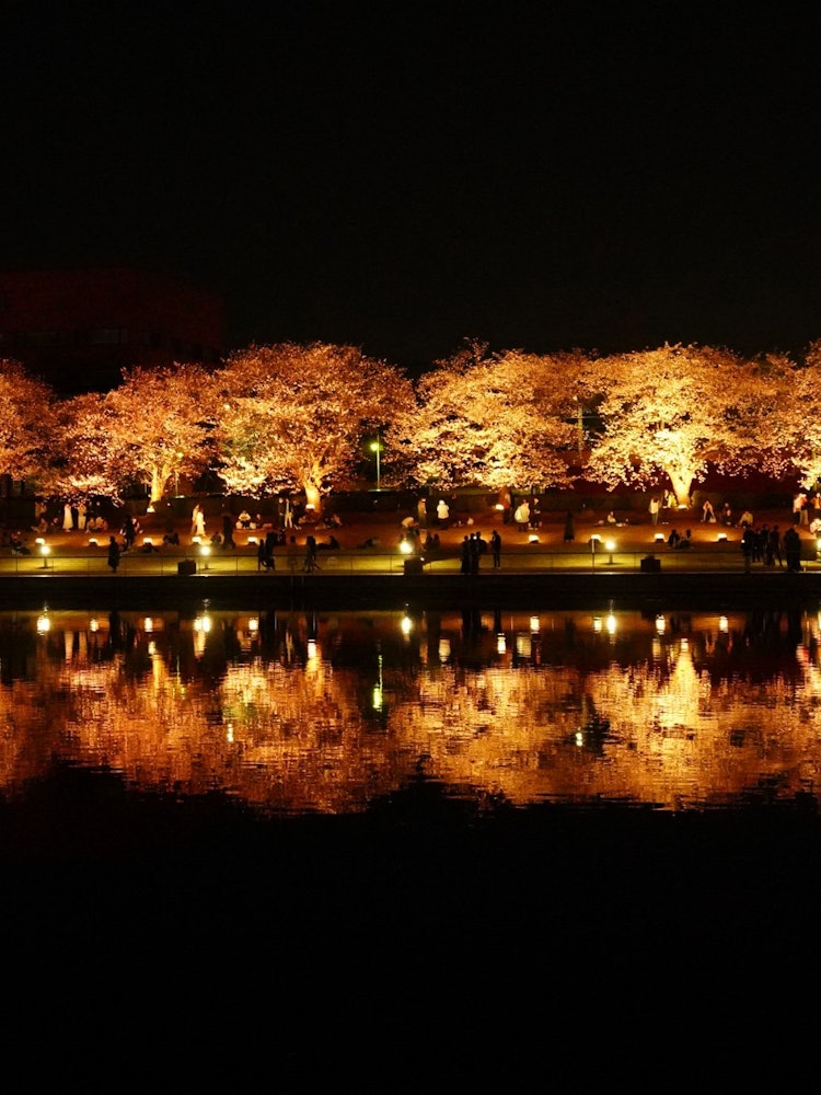 [Image1]It is a night cherry blossom illumination of Fugan Canal Water Park.Drawing on the nature of Toyama 