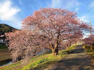 [Image2]The 26th Minami Cherry Blossom and Rape Blossom Festival2/9 Flowering InformationIt is 