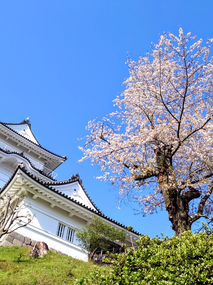 [Image1]The long-awaited sunny weather! Perfect cherry blossom viewing day 🌸2024.4.10#Odawara Castle