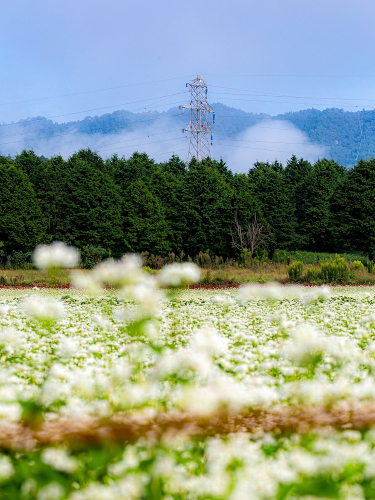 [相片1]日本的秋天白花、电线杆和晨雾的合作兵库县内