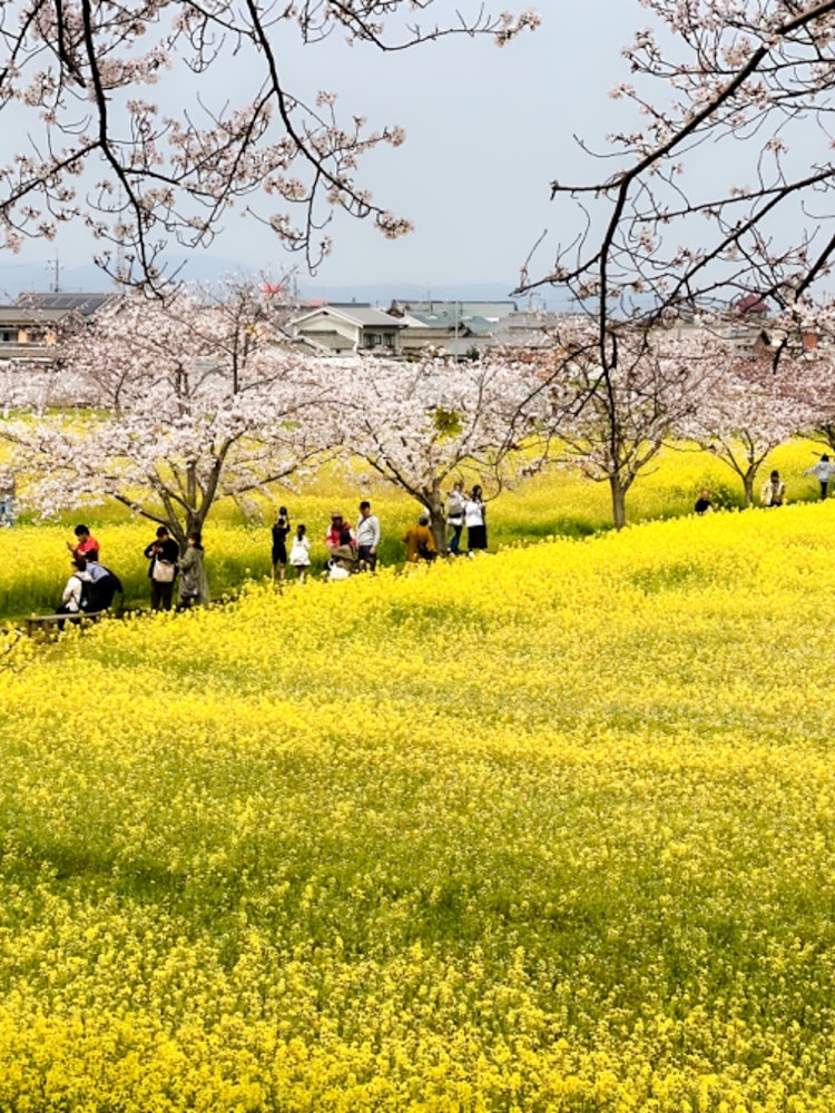[Image1]Rape flowers and cherry blossomsKashihara City, Nara Prefecture Fujiwara Kyo SiteApril 2024