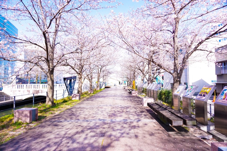 [相片1]櫻花拱門 🌸我開始使用相機時拍攝的櫻花是黑暗的←我想知道💦我是否因為環境微妙而學習😂不夠。如果相機也能捕捉到情緒春天有✨這樣的感覺謝謝今年💕的櫻花🌸，美麗3/26 高知市堀川沿線賞櫻