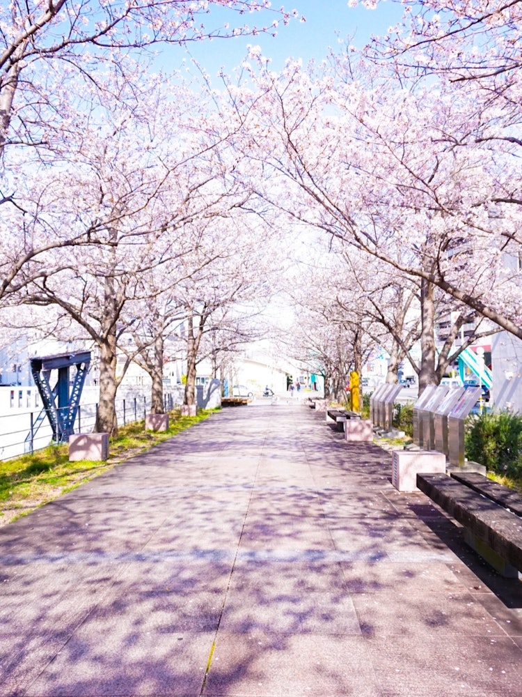 [画像1]桜アーチ🌸カメラを始めた頃に撮った桜はダーク←設定が微妙だった😂勉強不足かと💦カメラには心情も写し出されるならこんな気持ちの春なんデス✨今年の桜、美人🌸ありがとう💕3/26 高知市 堀川沿い花見
