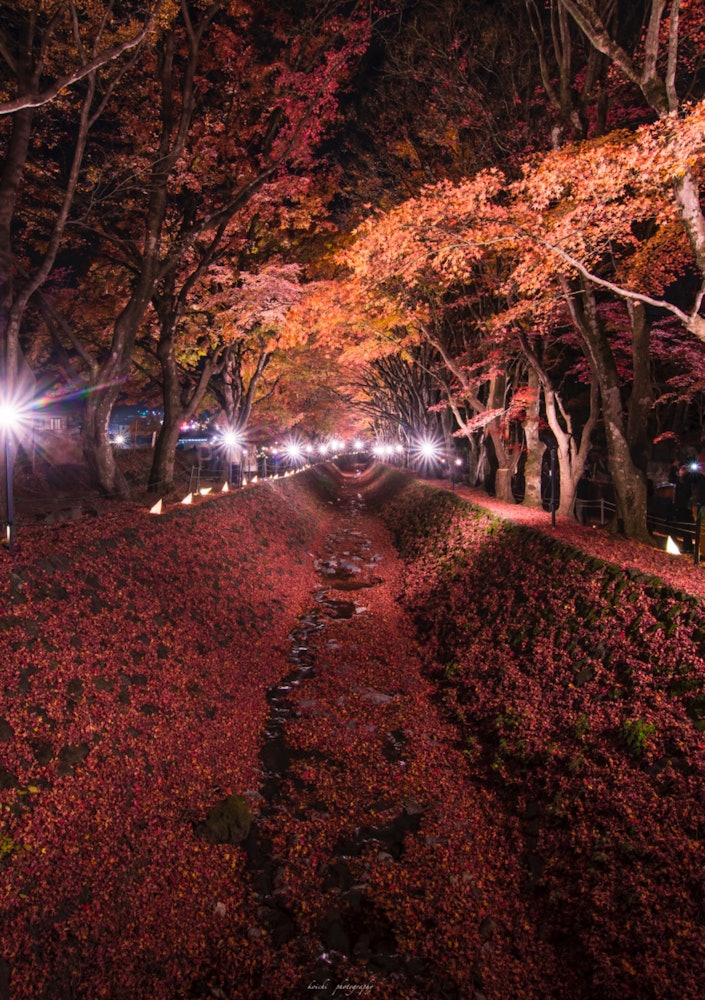 [相片1]楓樹走廊。富士五湖周邊紅葉景點推薦。