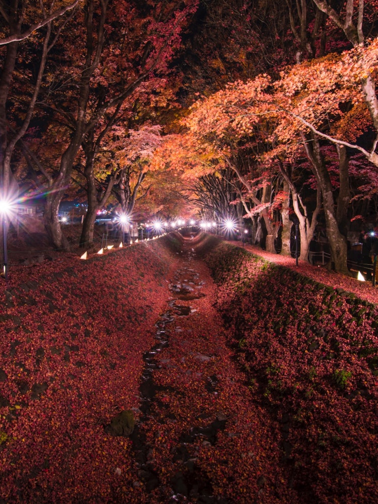[Image1]Maple corridor.Recommended autumn foliage spots around Fuji Five Lakes.