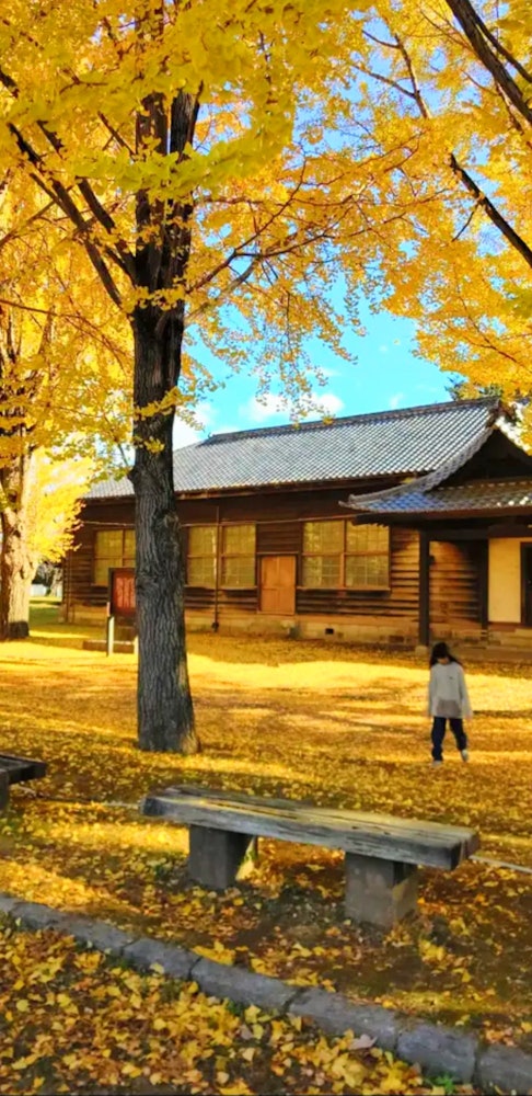 [画像1]母が亡くなり、急に父ひとりに。 その父を連れて生前約束していた旅行へ。帰り道にたちよった茨城県歴史館は紅葉がとってもキレイでした。母にも見せたかったな… (;_;)