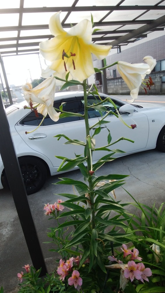 [相片1]停車場的百合花很漂亮。 它在我工作場所旁邊的車庫裡盛開。 站立時有牡丹，坐著時有紐扣，走路時有百合花，都是完美的。