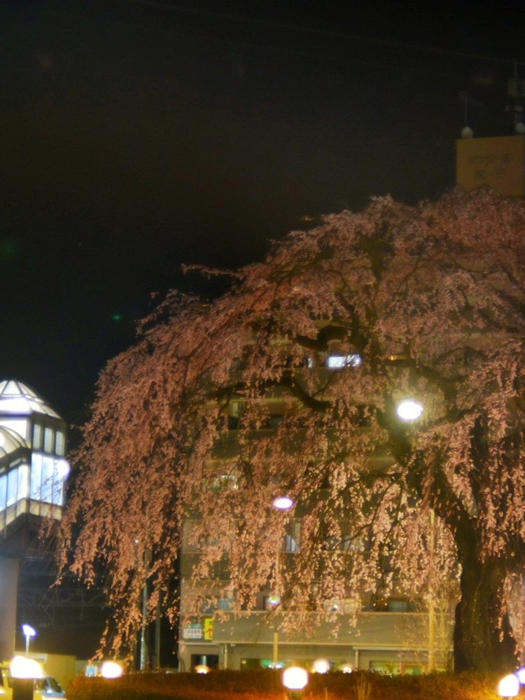 [Image1]The weeping cherry blossoms at the nearest stationIt is a large tree that is larger than the station