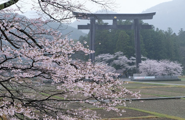[Image1]When the cherry blossoms in Kumano Kodo Osaihara bloom, the tourist season begins in earnest.