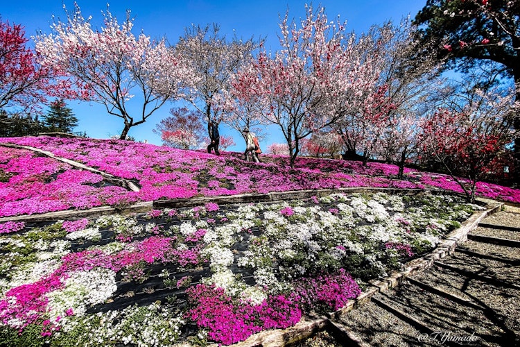 [이미지1]빛나는 생생한 꽃잔디 플록스와 꽃 복숭아 공원입니다.기후현 에나시 에나 협곡 마을