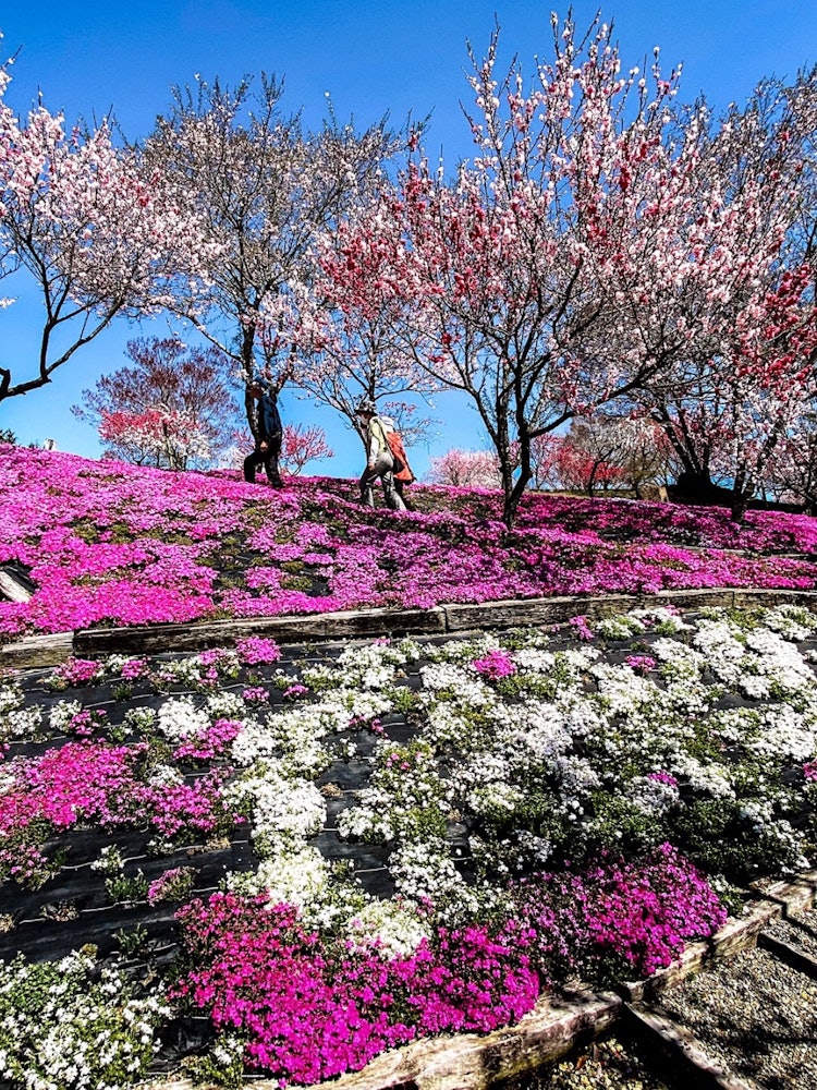 [画像1]映えるVividな芝桜と花桃の公園です。岐阜県恵那市　恵那峡の里