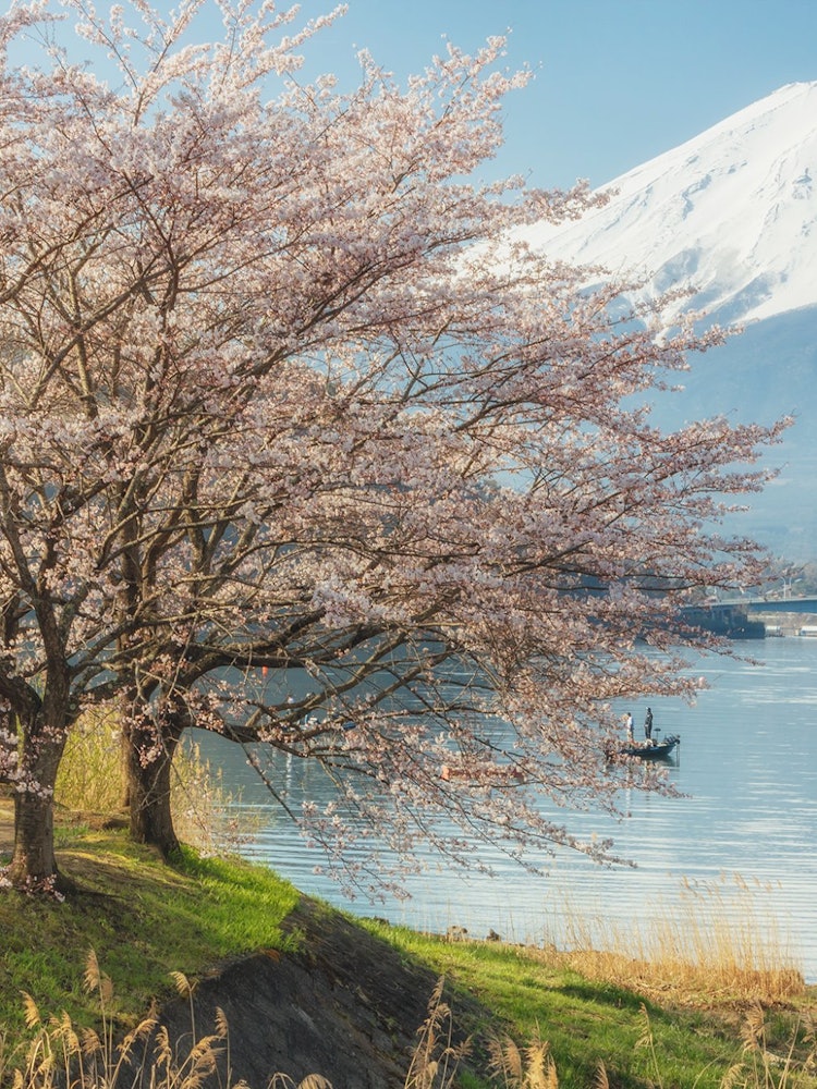 [画像1]夕方の富士山と桜と湖。 素敵な季節だ。桜と富士山と河口湖が同時に見られ、贅沢な景観が楽しめる絶好のロケーションです。山梨県富士河口湖町河口湖湖畔にて撮影。