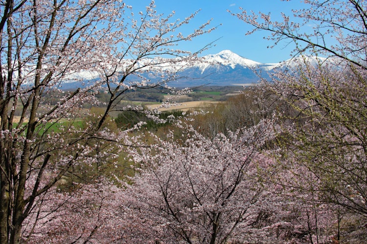 [相片1]#隐藏的宝石 #摄影比赛美山峠樱园上富浦野町的樱花和十胜山脉之间的合作是一个美妙的景象。