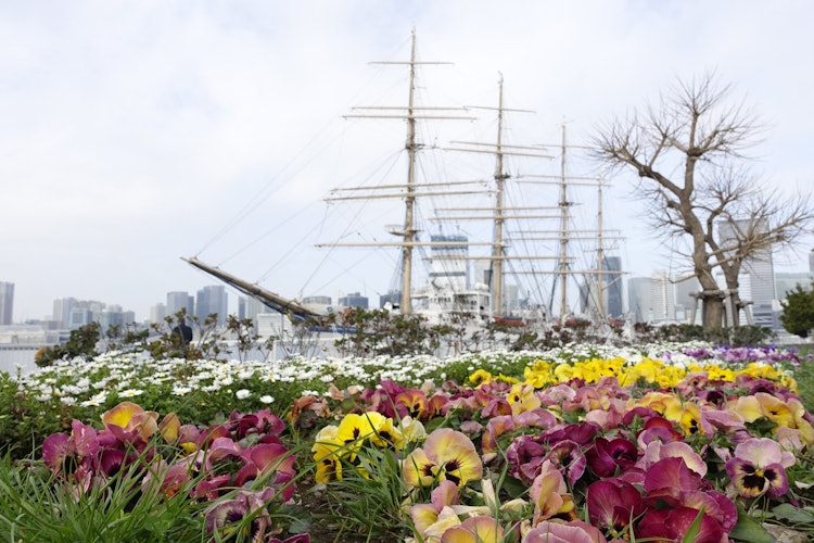 [画像1]晴海埠頭公園の桟橋に帆船「日本丸」が停泊していました。 花壇の向こうに見える「日本丸」は、春の陽光の中で輝いていました。海、帆船、お花畑の組み合わせは、これから向かう春を期待させます。