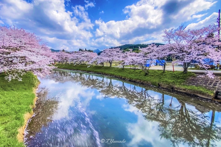[이미지1]봄 MAX!봄날의 다이나믹한 하늘과 벚꽃, 반사, 꽃뗏목을 작년 최고의 장소에서 포착한 작품입니다.나라현 우다시 2023년 4월