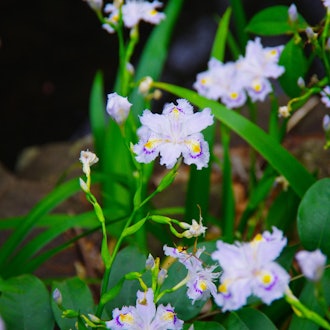 [相片1]Spring 提單記錄 🌼櫻花以外的花也很漂亮（* '艸'*）