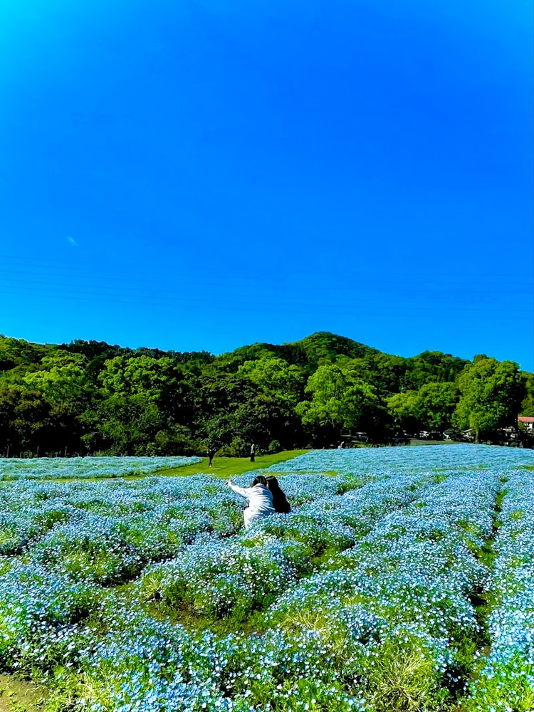 [相片1]鹿儿岛市地干寺🤗公园的Nemophila蓝天映衬的蓝色地毯非常😍漂亮。